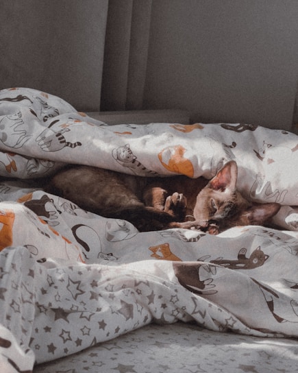 A cozy cat bed nestled in a sunny corner with a playful kitten curled up inside.