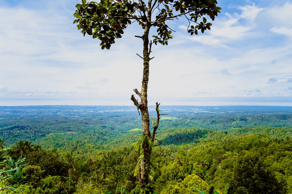 a view of a lush green forest from a high viewpoint