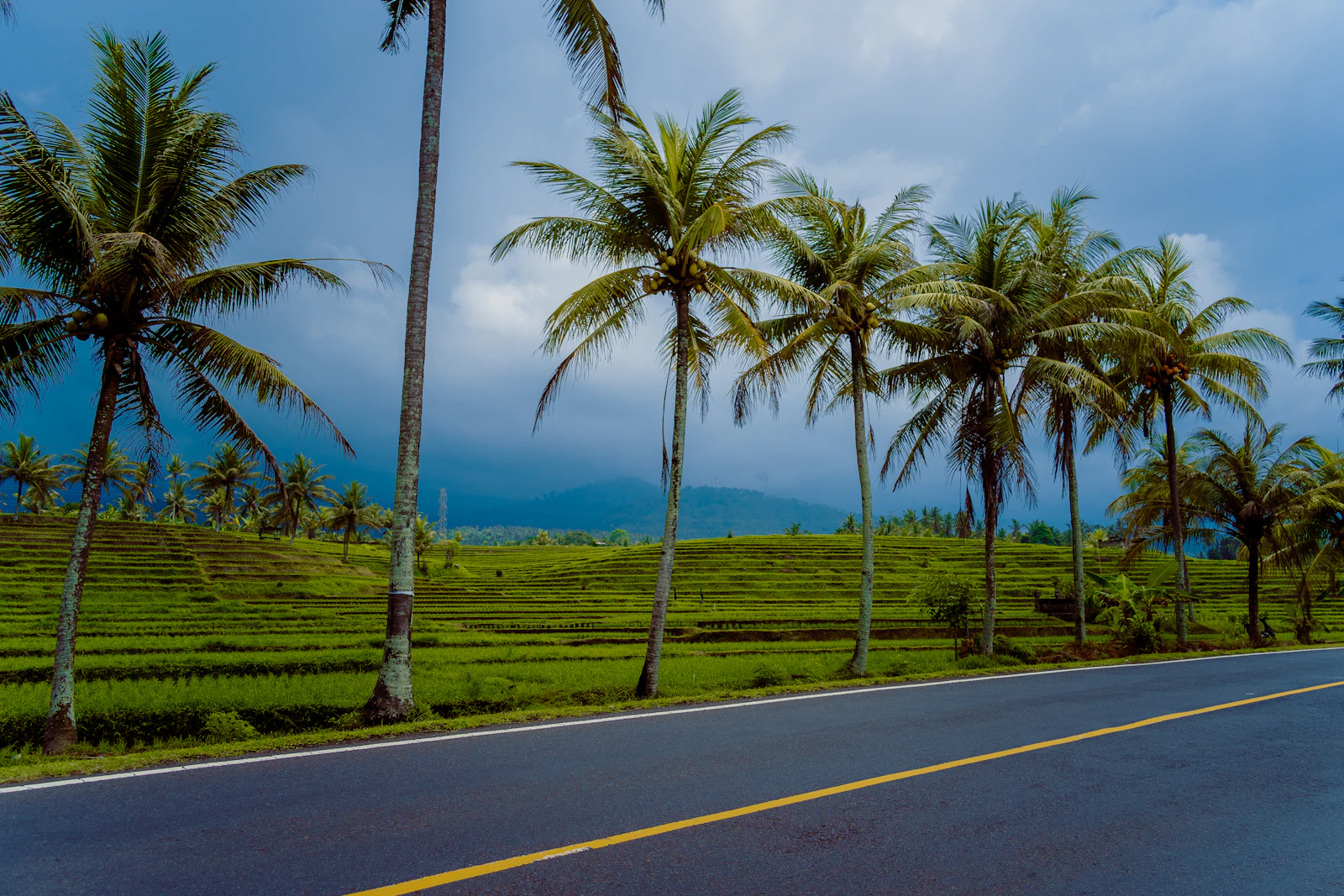 A paved road beside fields and palm trees in Bali