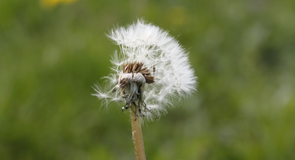 a close up of a dandelion with a blurry background