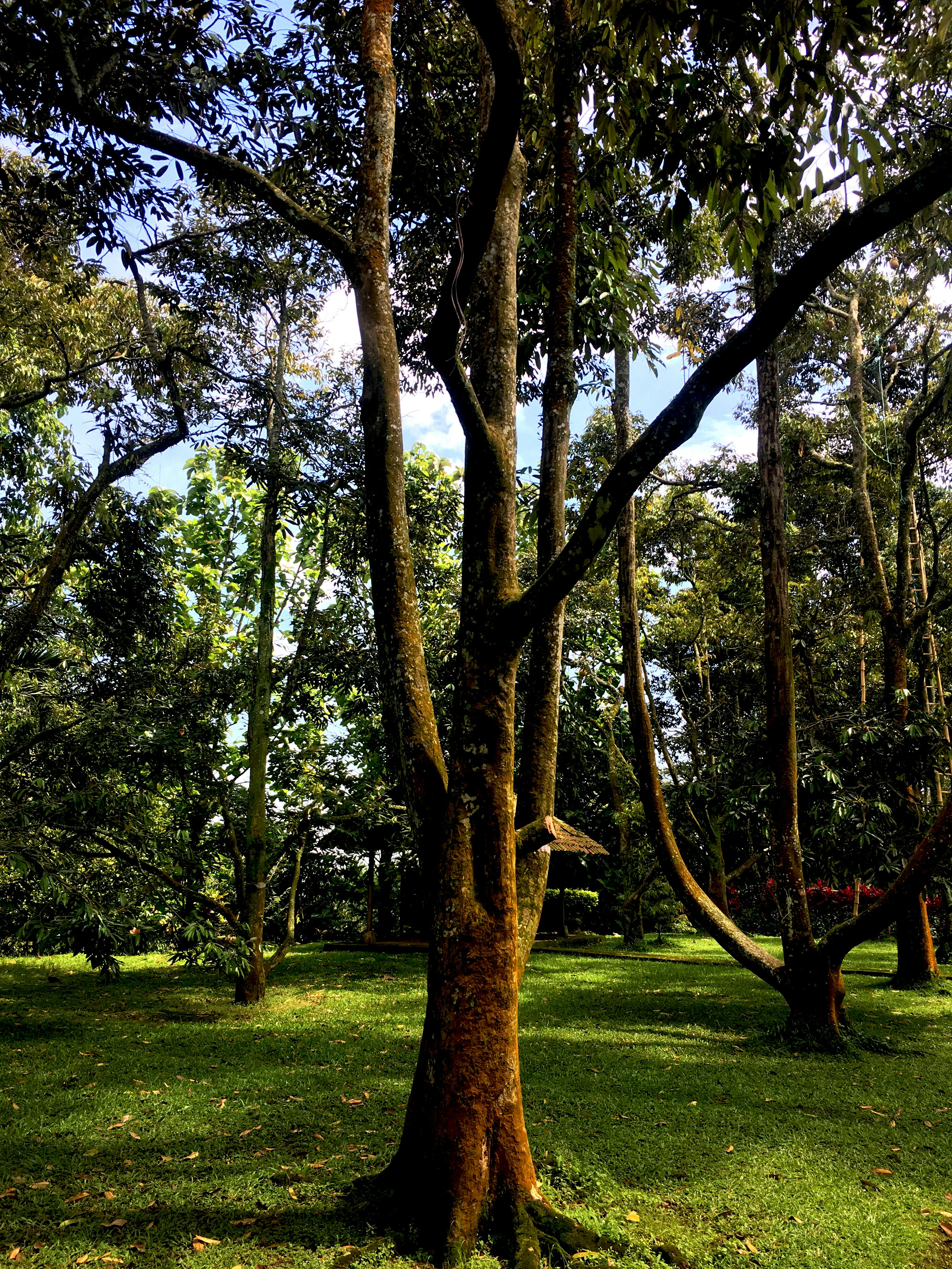 Realistic Forest Pack