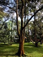 A sweeping aerial shot of a lush forest with sunlight filtering through the trees.