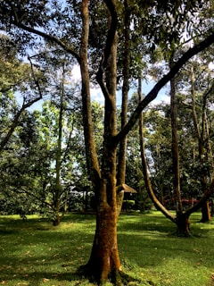 A sweeping aerial shot of a lush forest with sunlight filtering through the trees.
