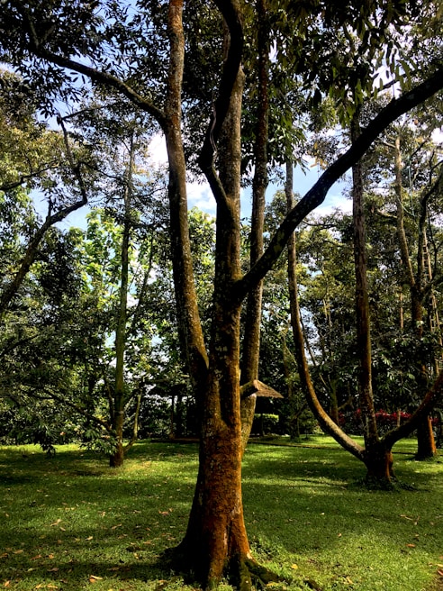 Wide shot of a lush red sandalwood forest with sunlight filtering through