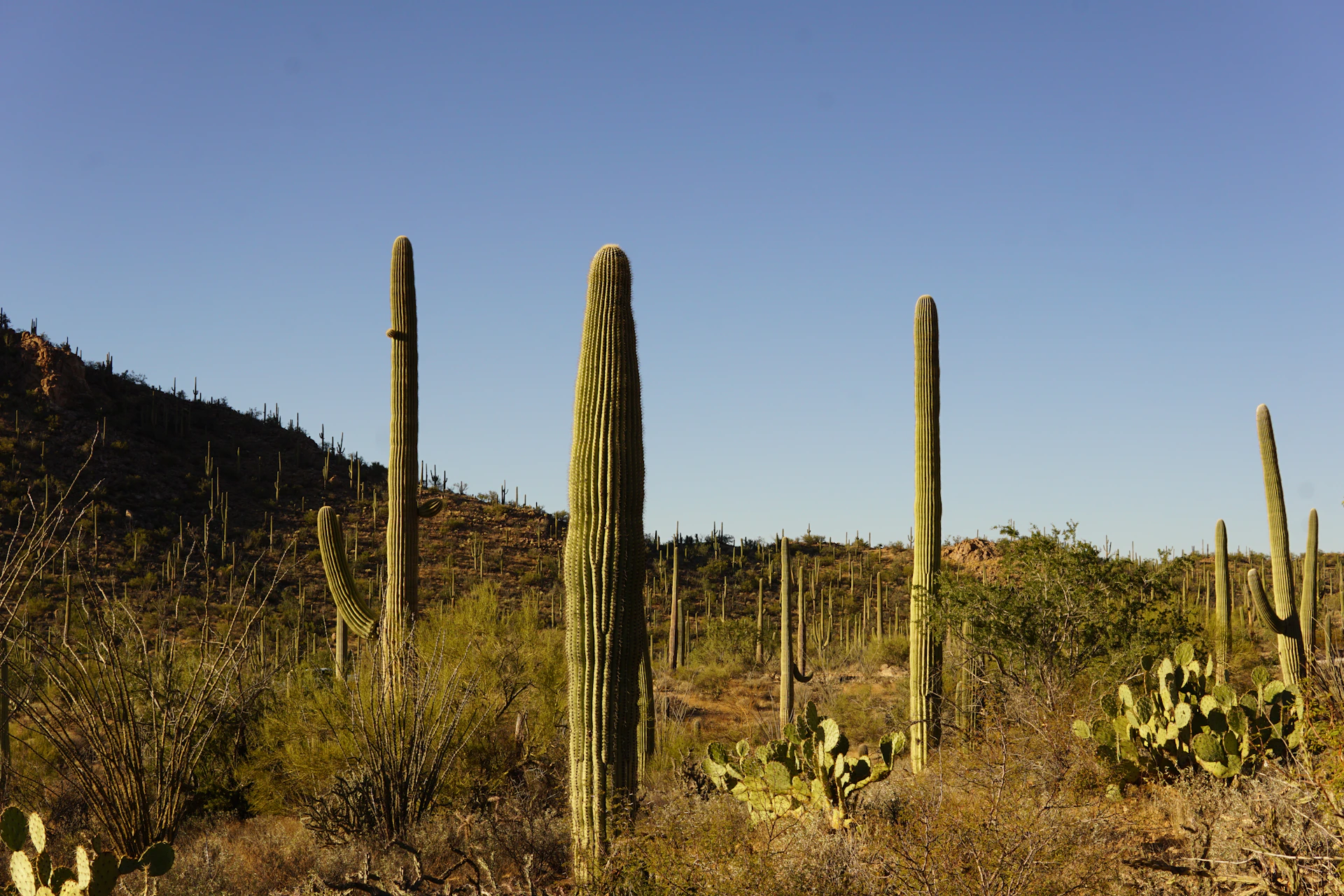 a group of tall cactus trees in a desert