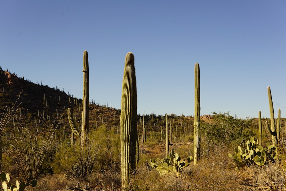 a group of tall cactus trees in a desert