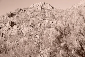 Close-up of rugged desert terrain with wild desert plants near Elephant Rock