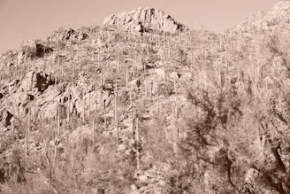 Close-up of rugged desert terrain with wild desert plants near Elephant Rock