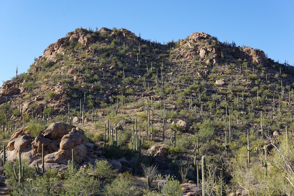 a mountain with a lot of trees on top of it