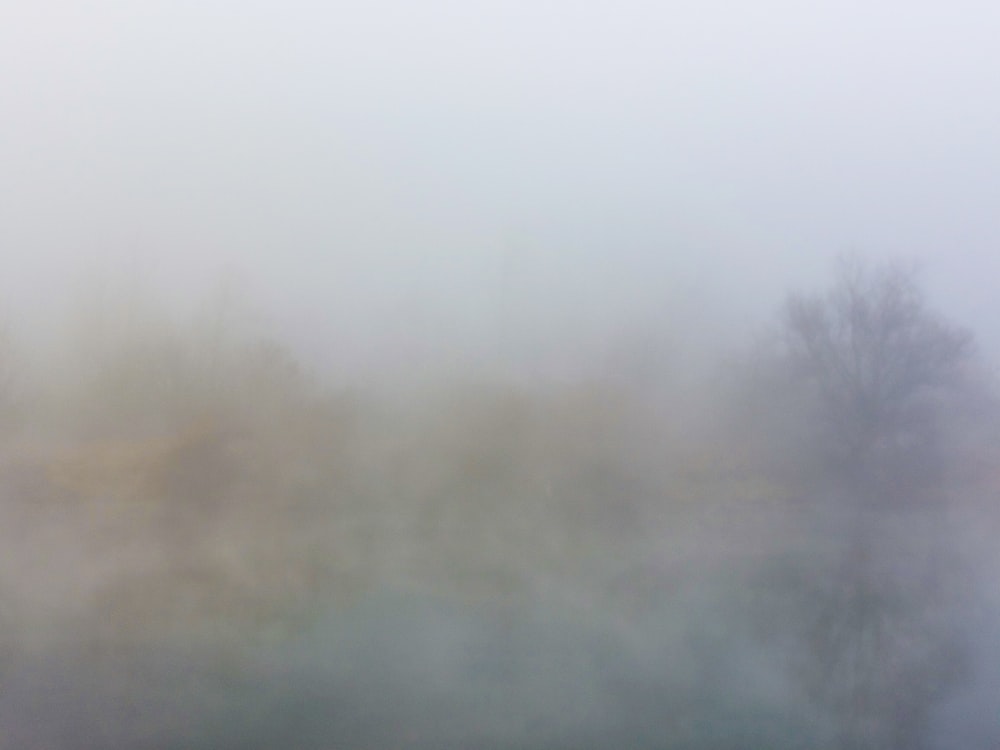 a foggy field with trees in the distance