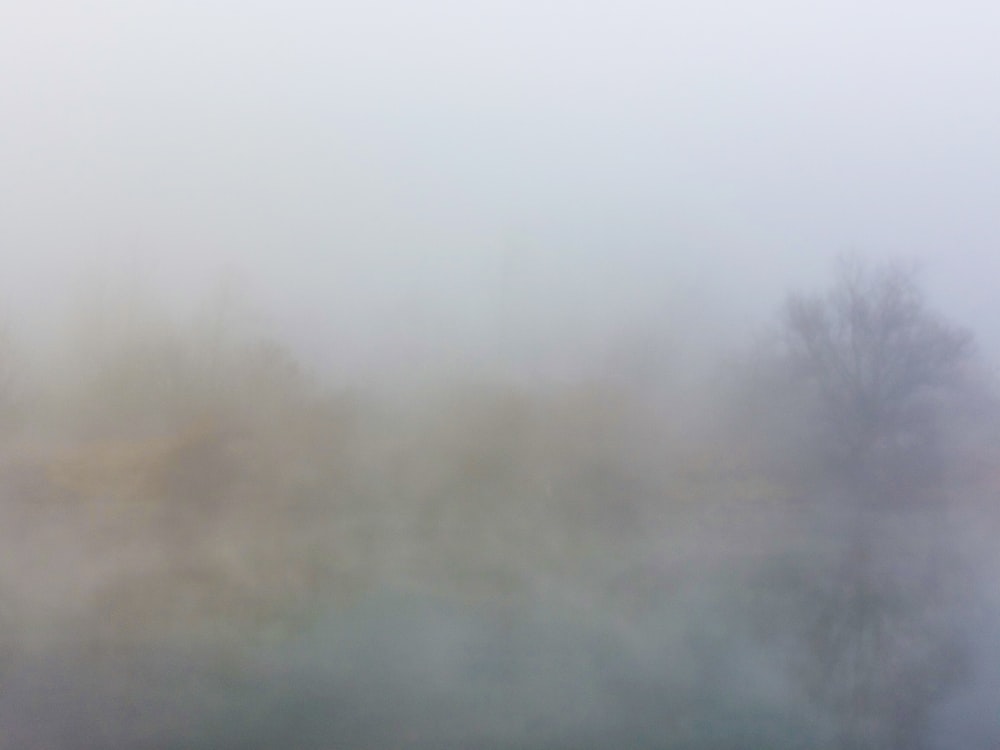 um campo nebuloso com árvores à distância