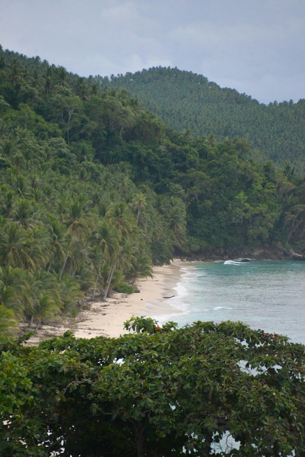 a sandy beach surrounded by lush green trees