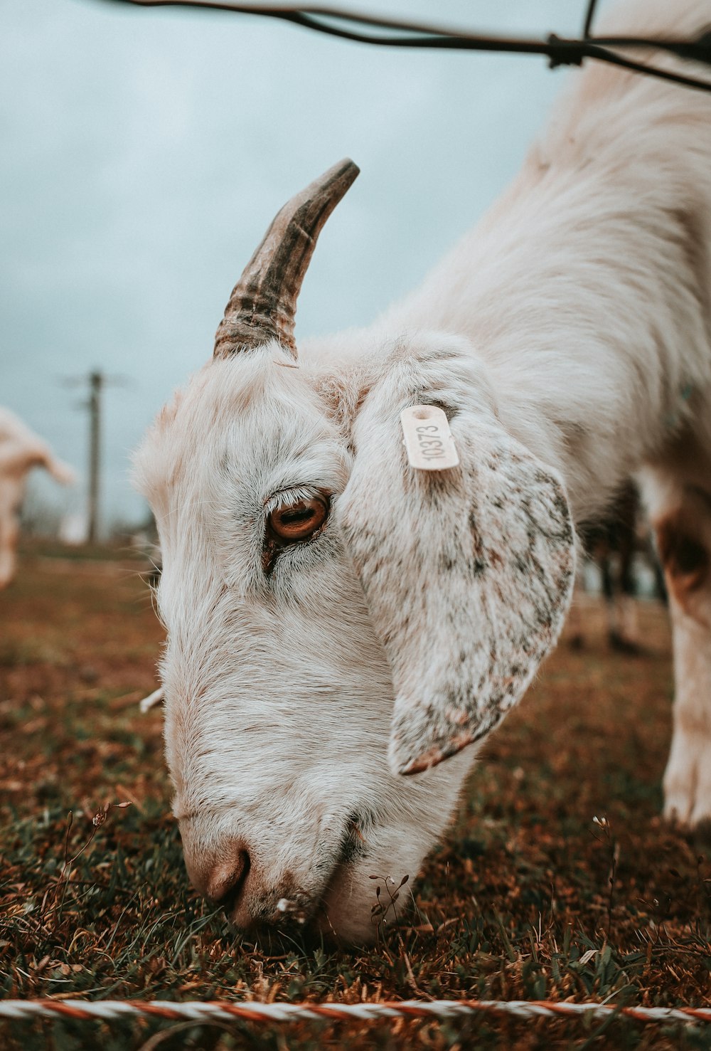 a close up of a goat with a tag on it's ear