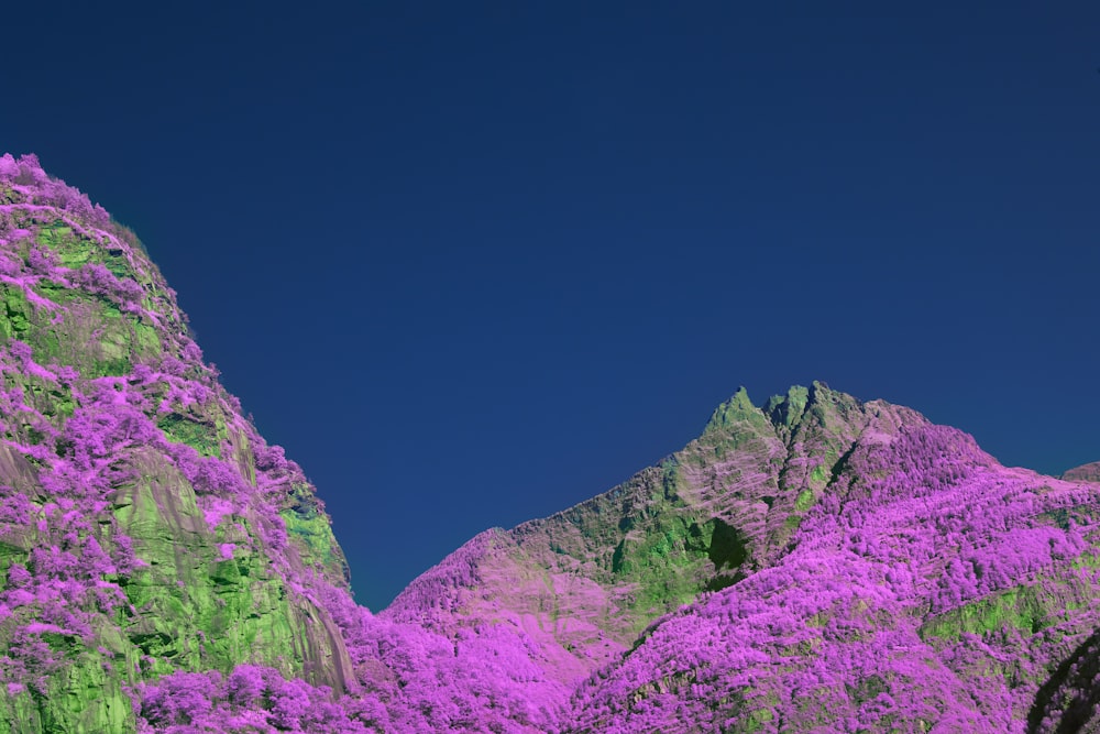 a mountain with purple flowers in the foreground