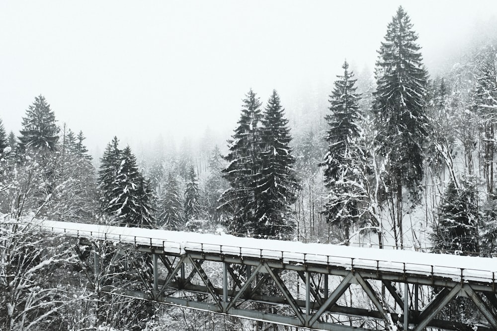 Un puente cubierto de nieve sobre un bosque lleno de árboles