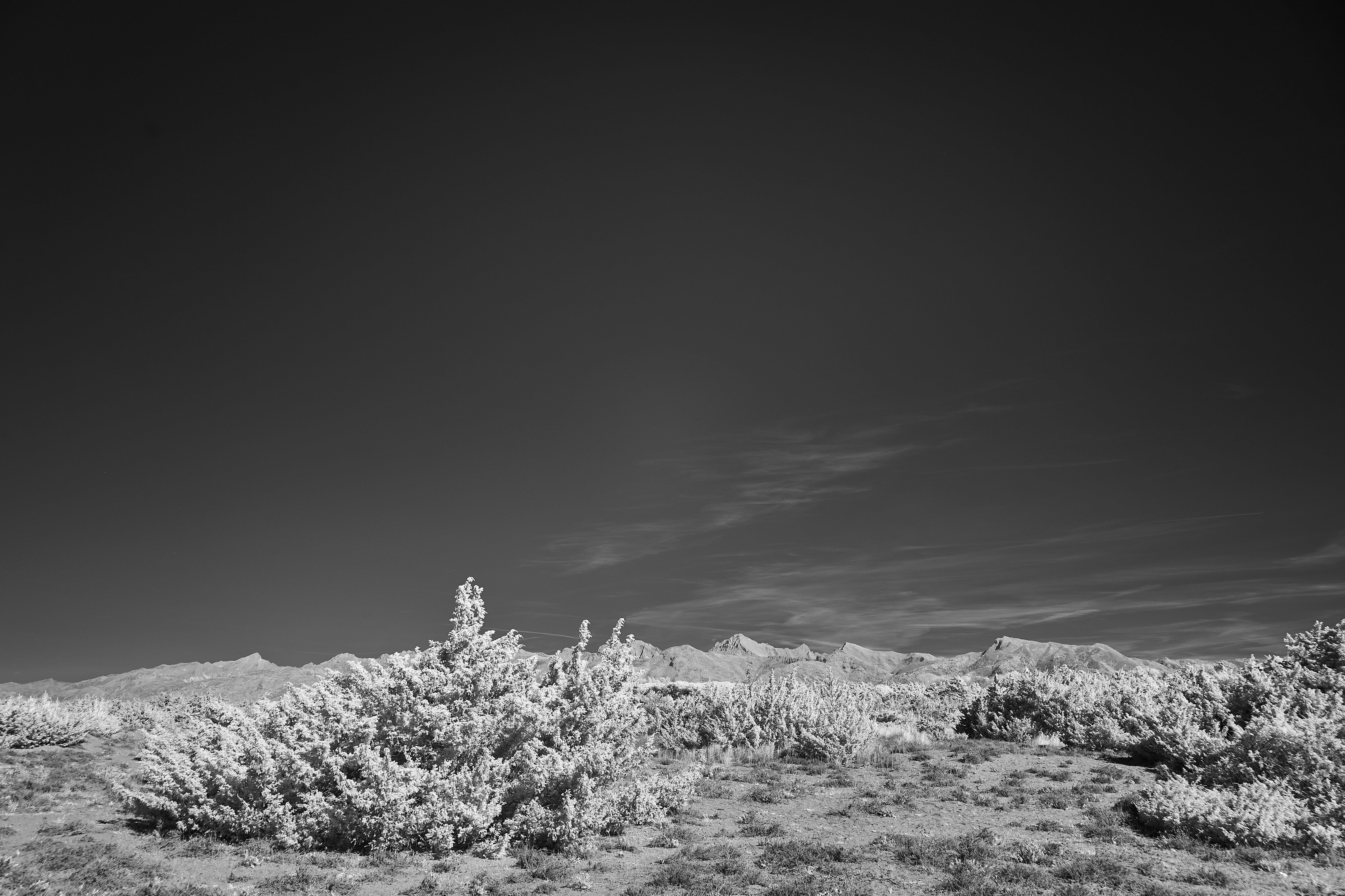 Photo by wolfgang_hasselmann