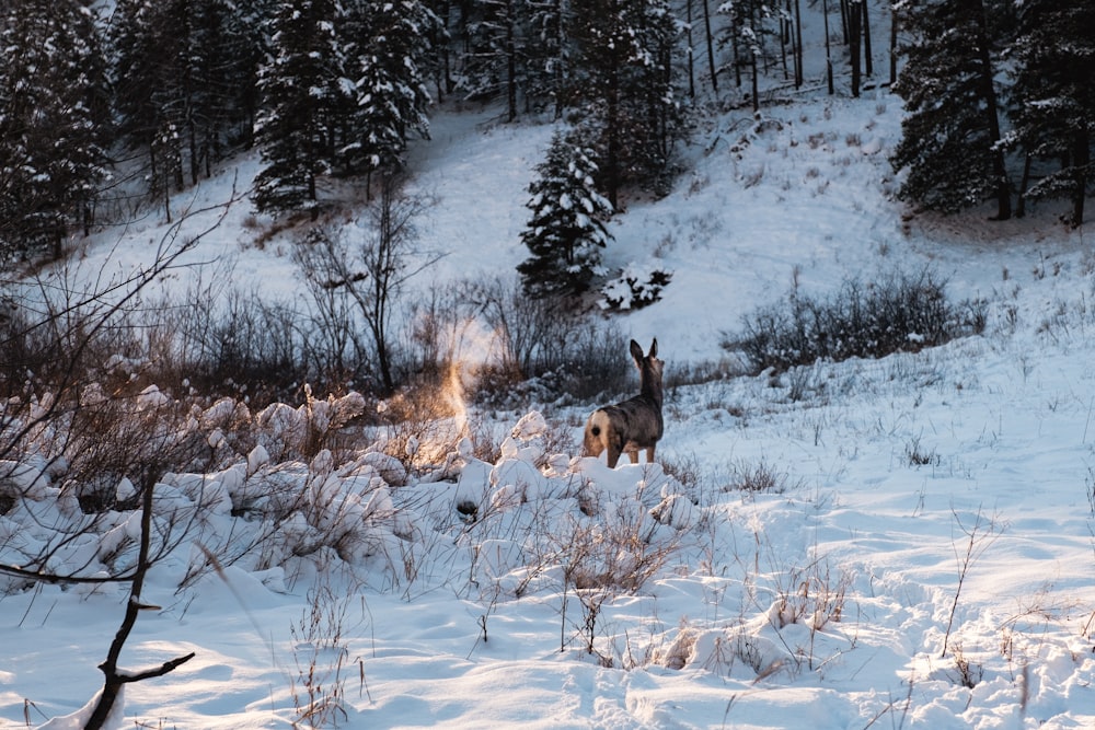 a deer standing in the middle of a snow covered field