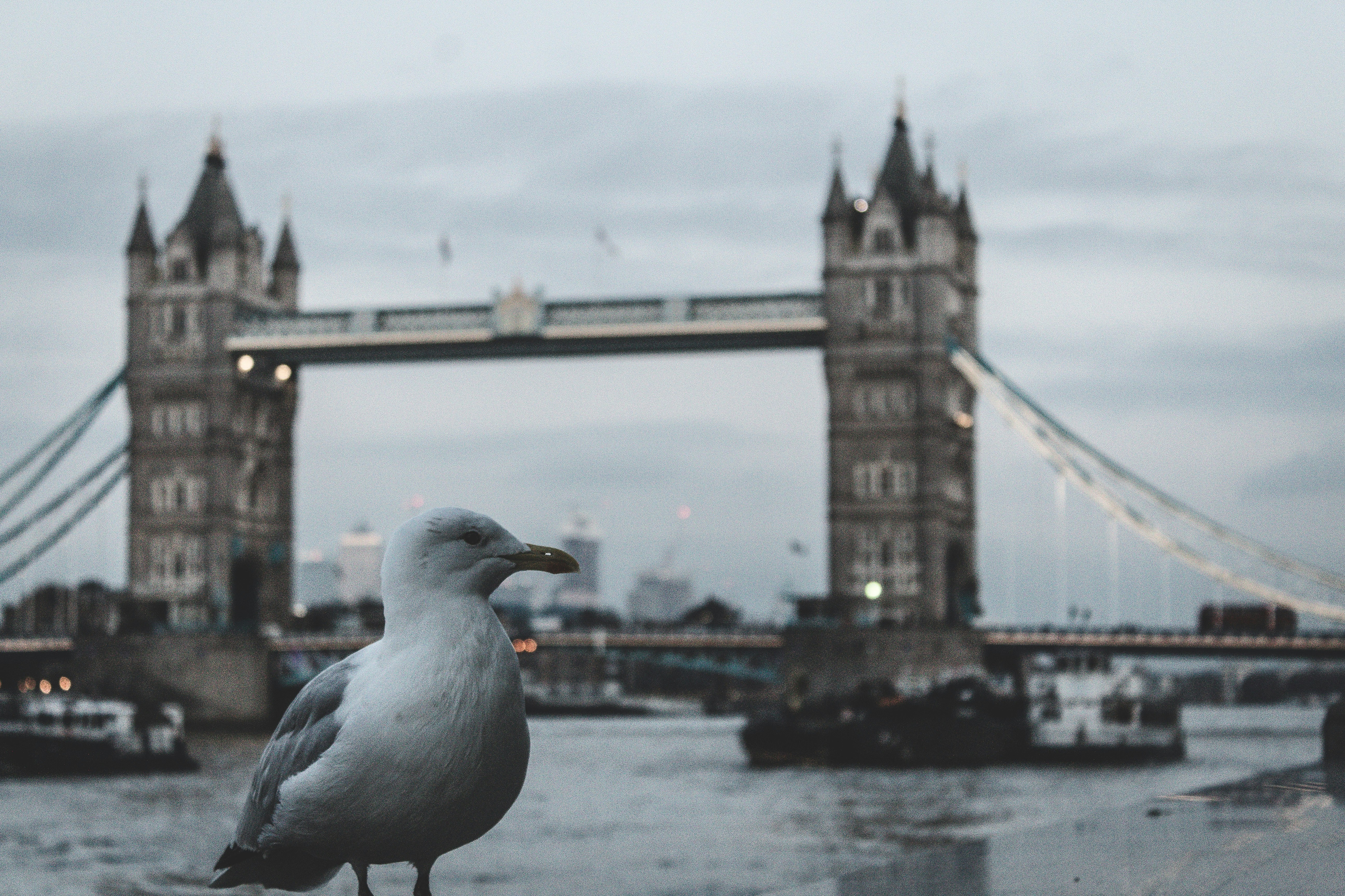 Paper Trails Auction