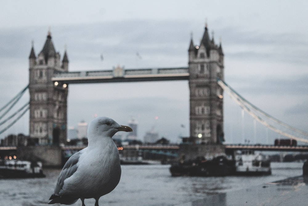 a seagull sitting on a ledge in front of a bridge