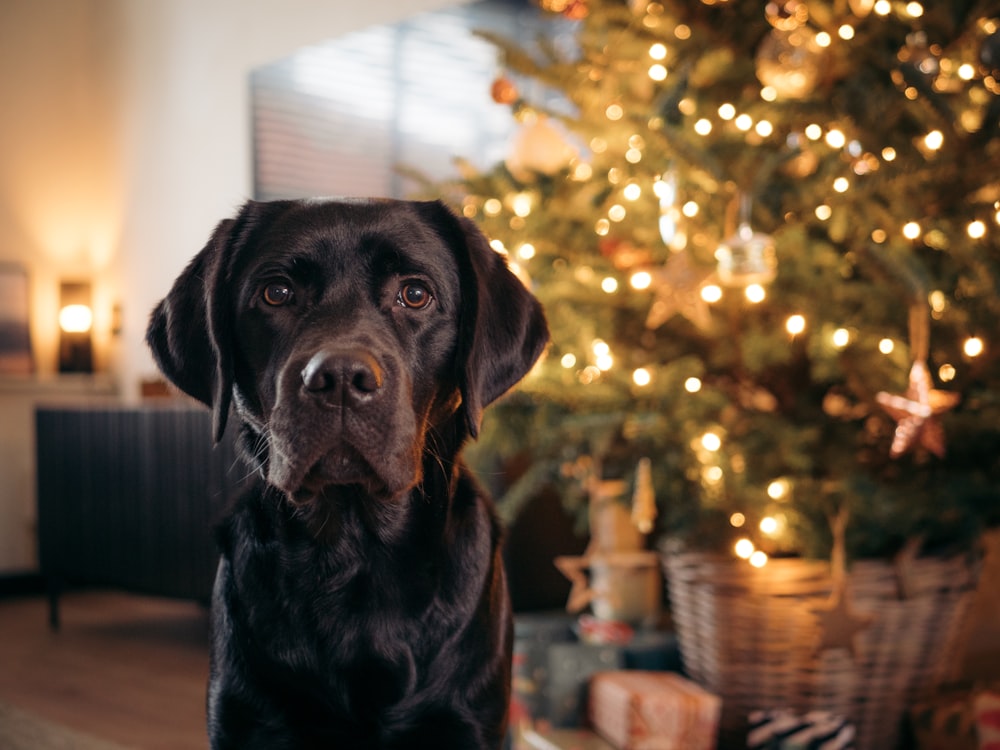 a black dog sitting in front of a christmas tree