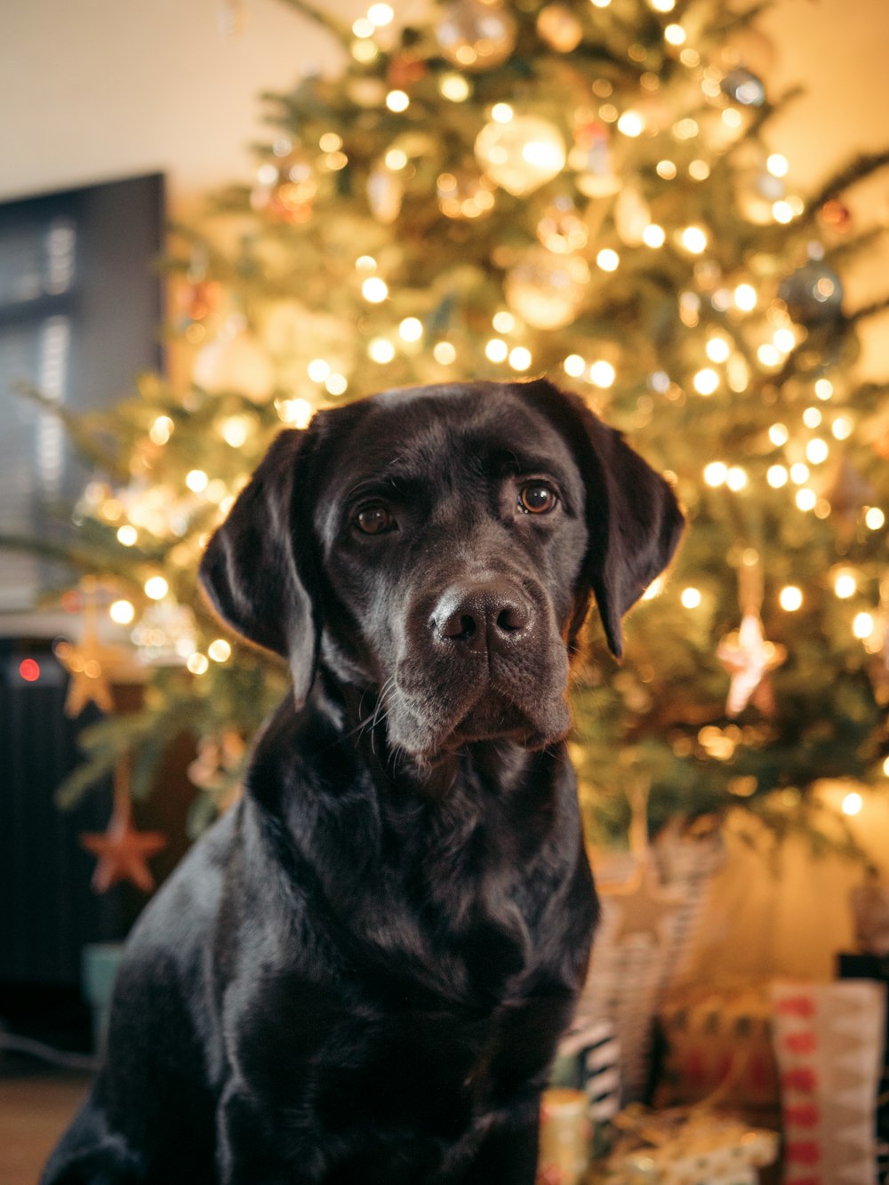 a black dog sitting in front of a christmas tree