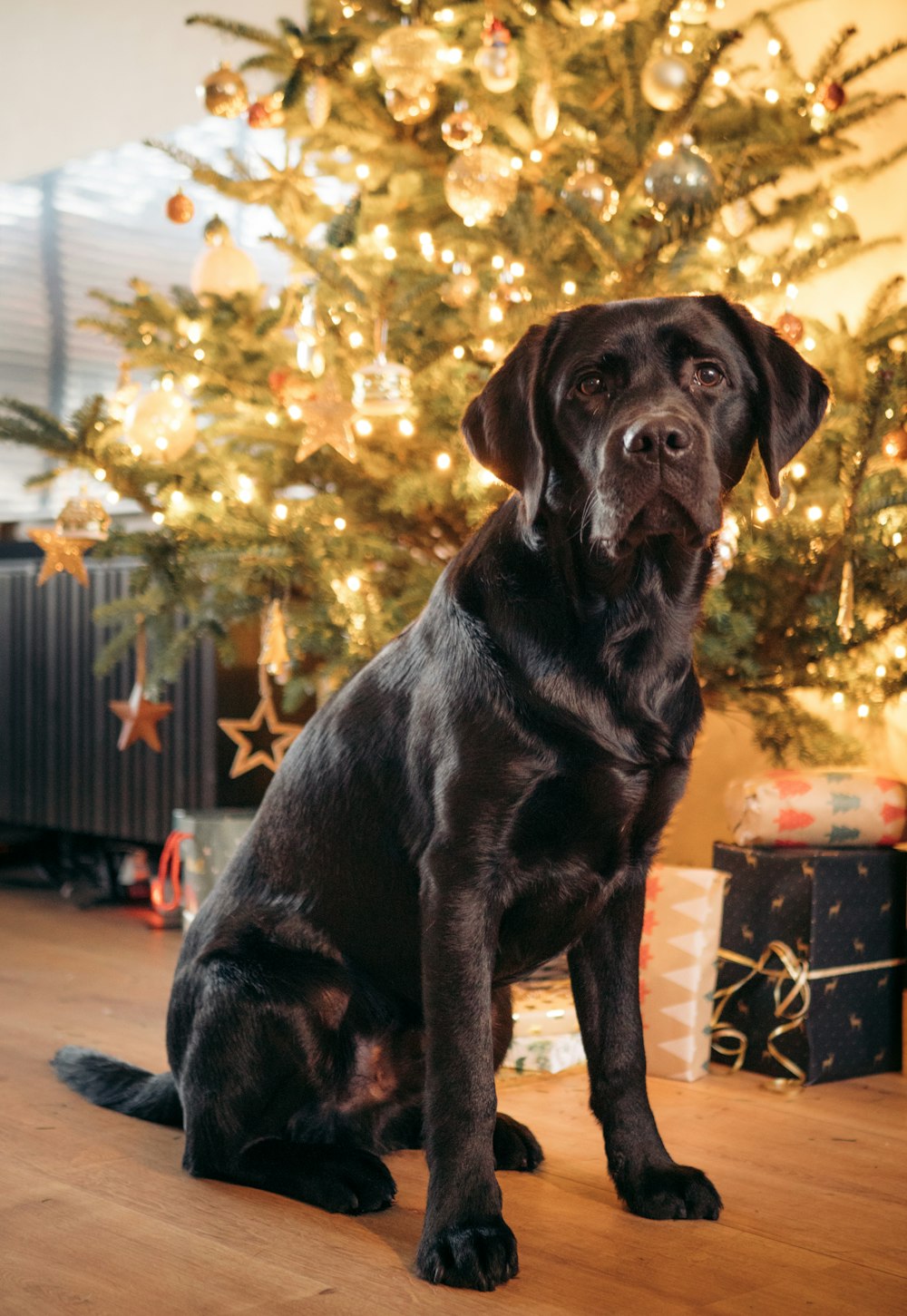 a black dog sitting in front of a christmas tree