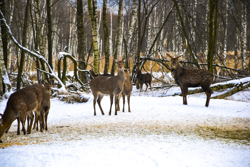 a herd of deer standing on top of a snow covered forest