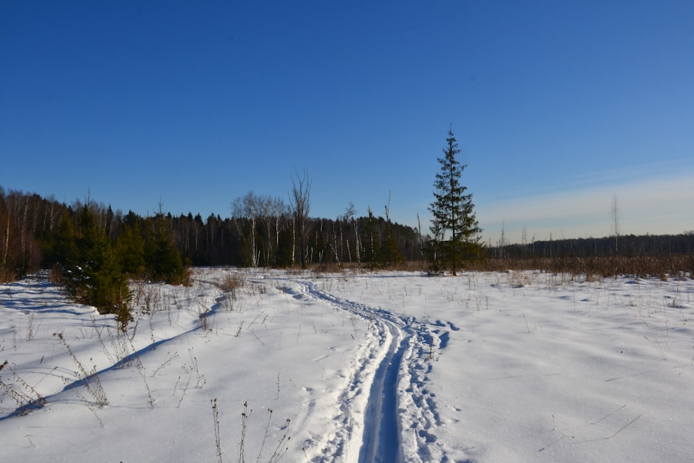 eine Spur im Schnee mit Bäumen im Hintergrund