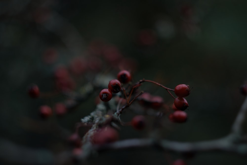 a close up of berries on a tree branch