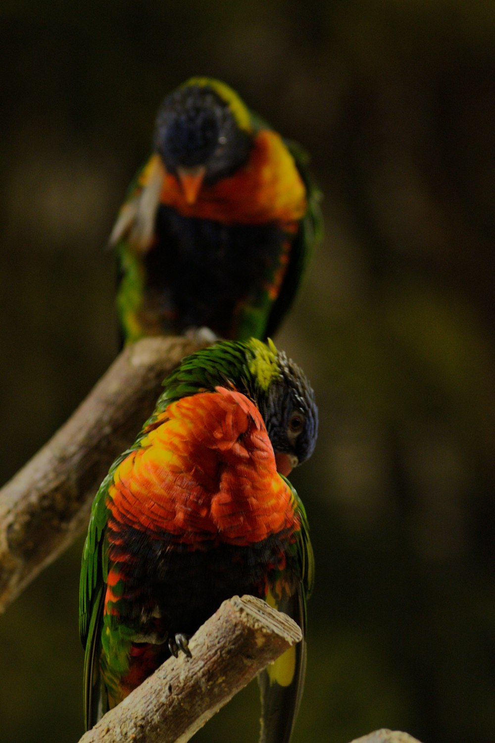 two colorful birds sitting on top of a tree branch