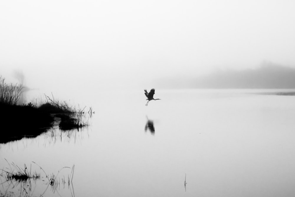 a black and white photo of a bird flying over a body of water