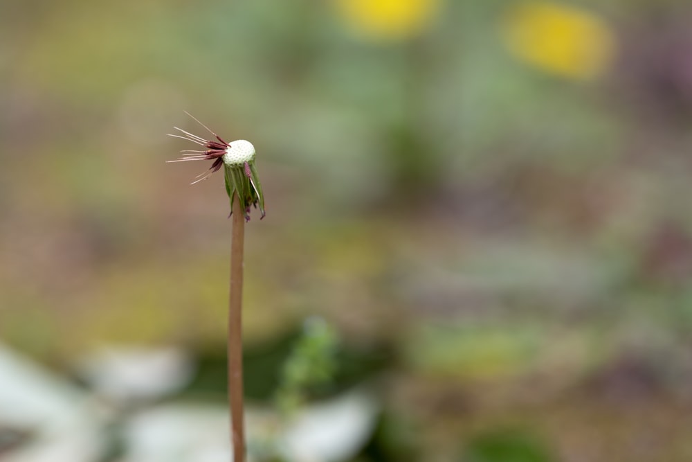 Nahaufnahme einer Blume mit verschwommenem Hintergrund