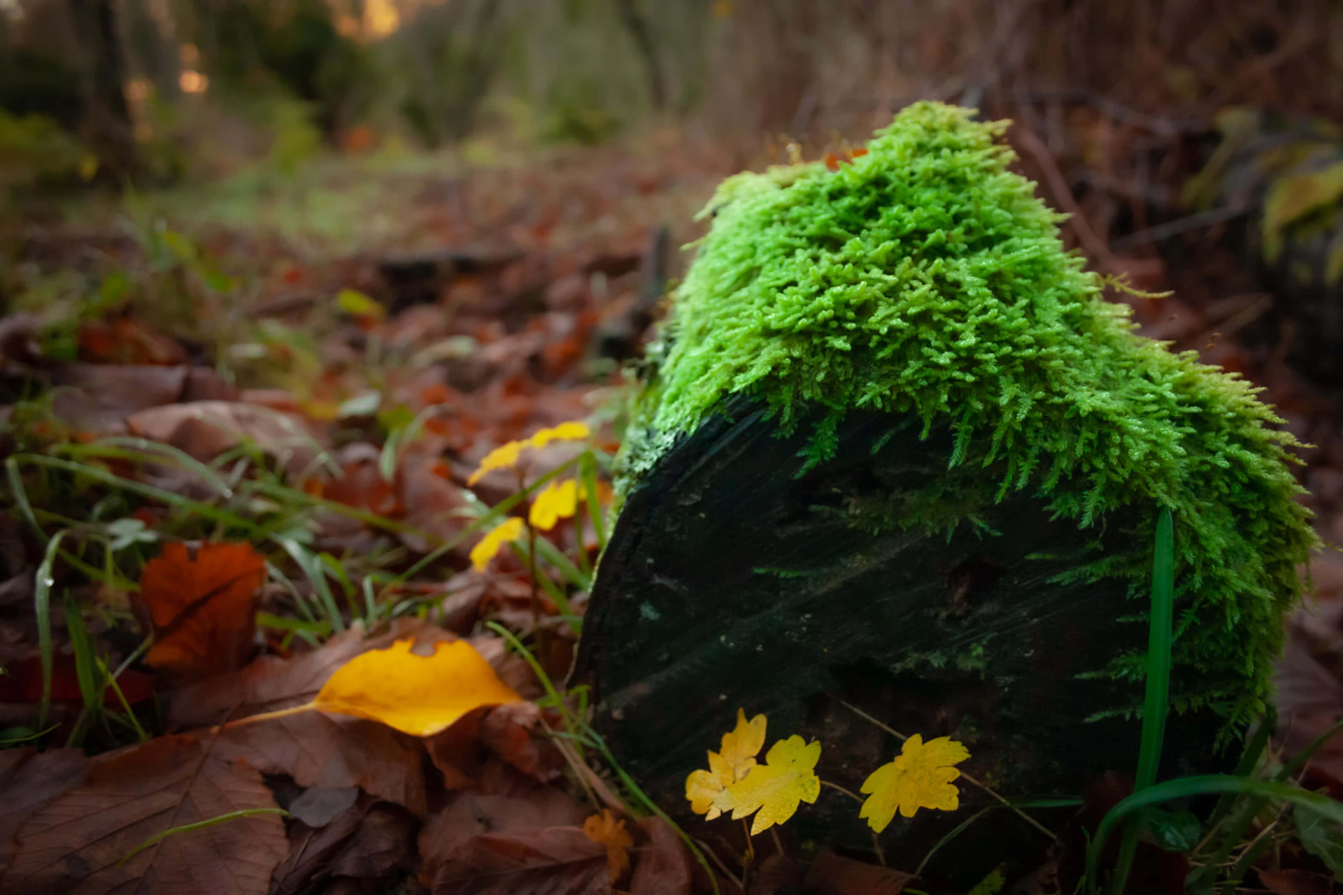 a moss covered rock in the middle of a forest