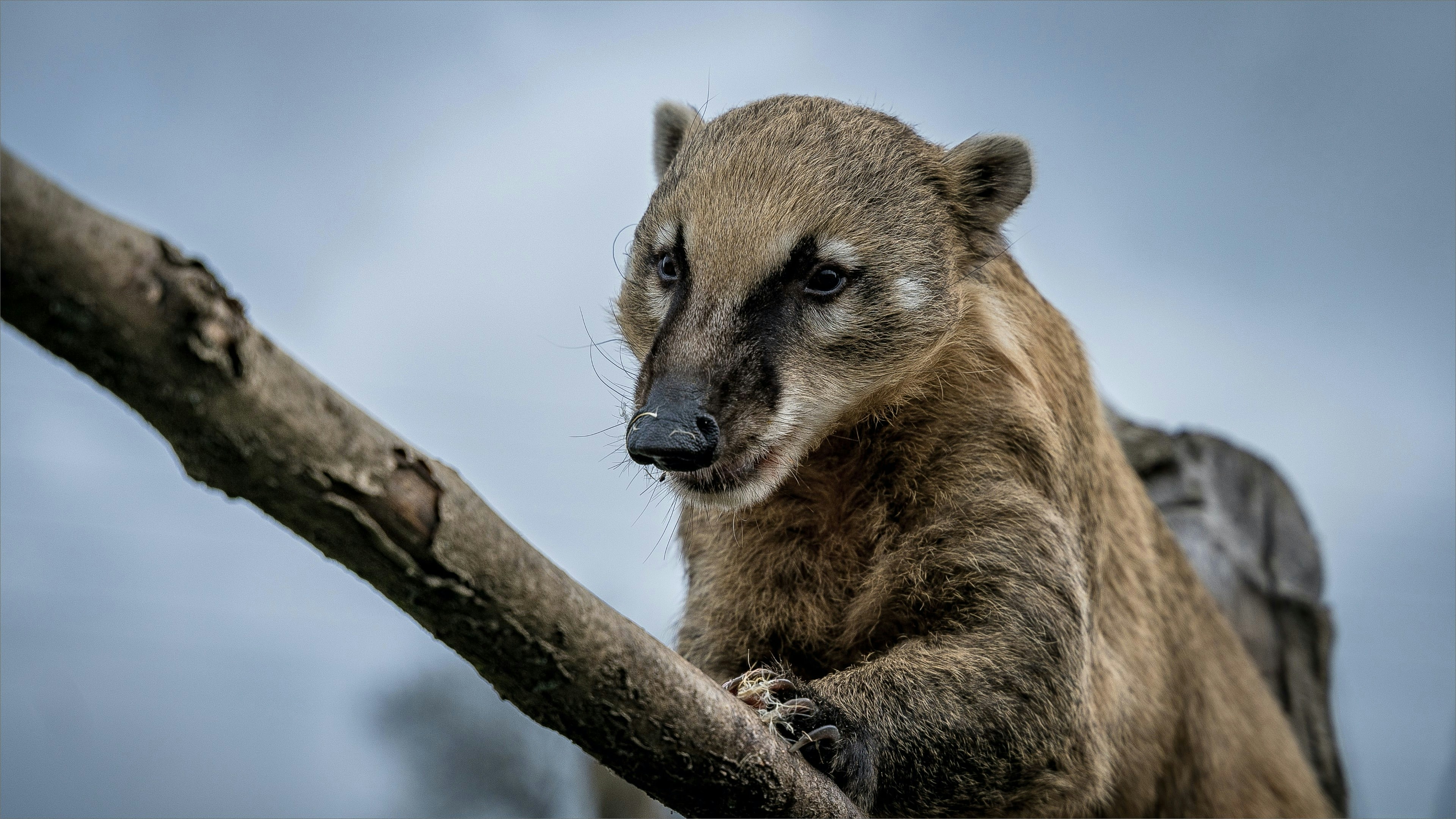 a brown bear sitting on top of a tree branch