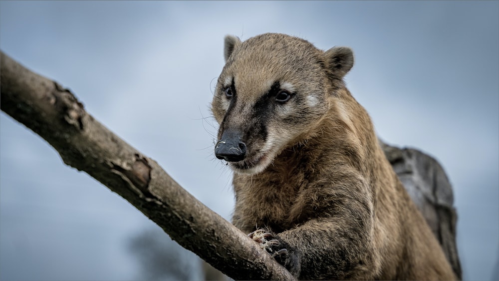 a brown bear sitting on top of a tree branch