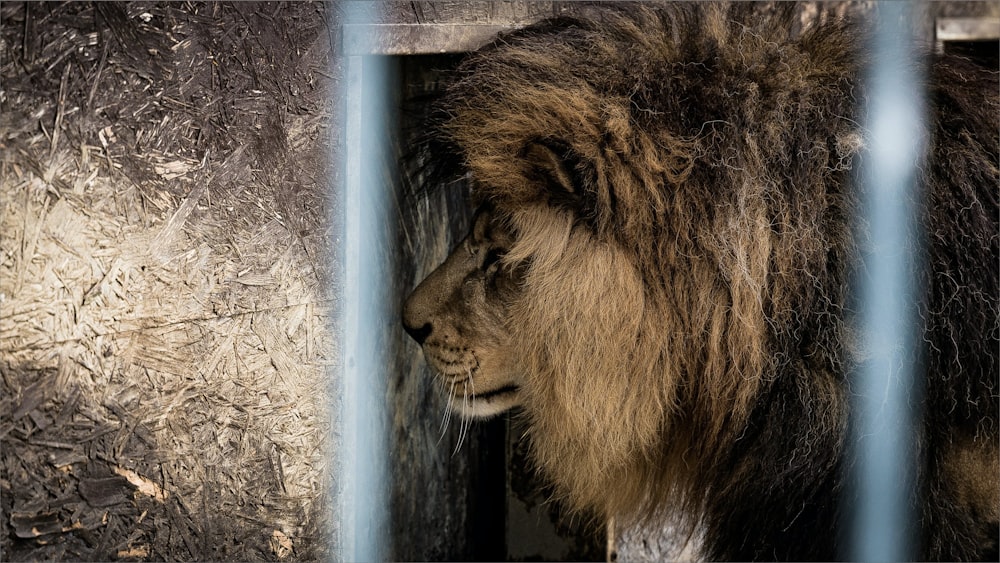 a lion behind bars in a cage at a zoo