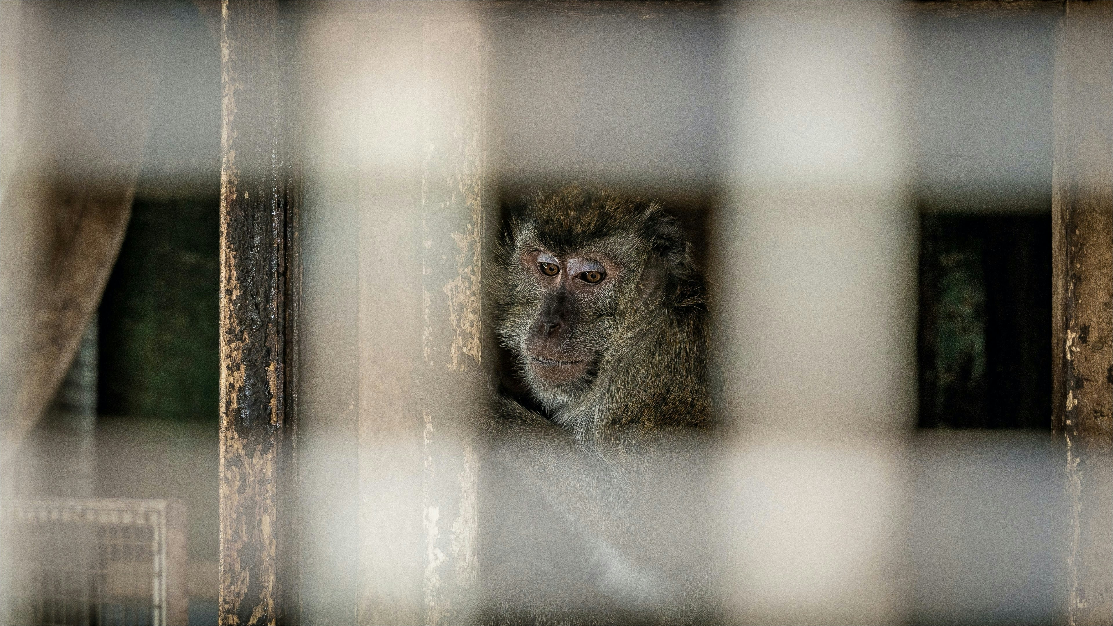 a monkey sitting in a cage looking at the camera