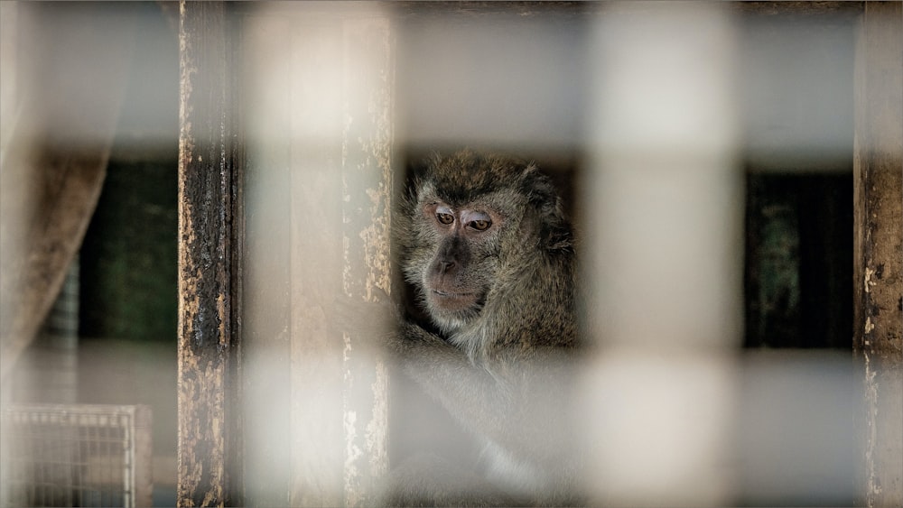 a monkey sitting in a cage looking at the camera