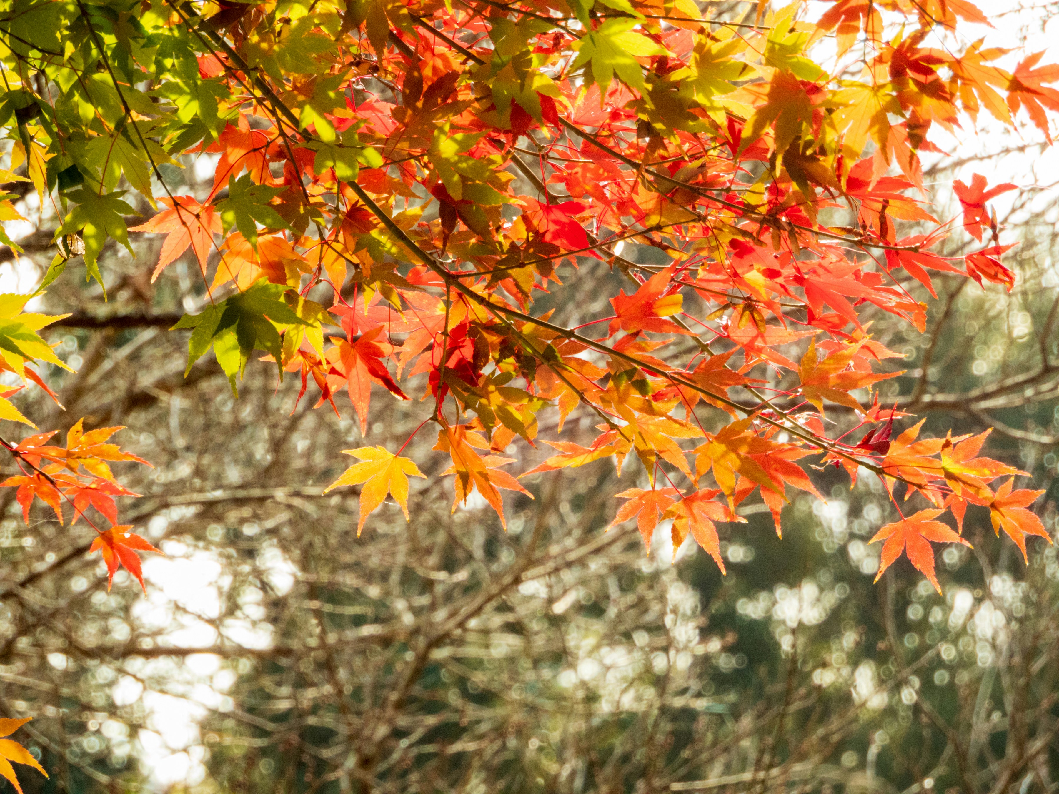 Photo by heppoko_yama