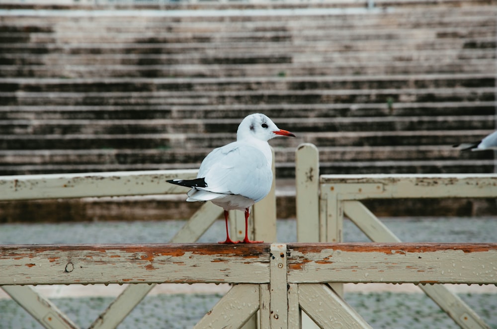 カモメが木の柵の上に立っている