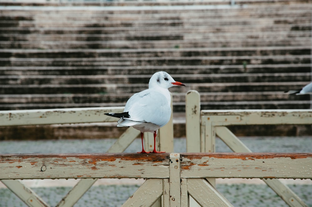 uma gaivota está de pé em uma cerca de madeira