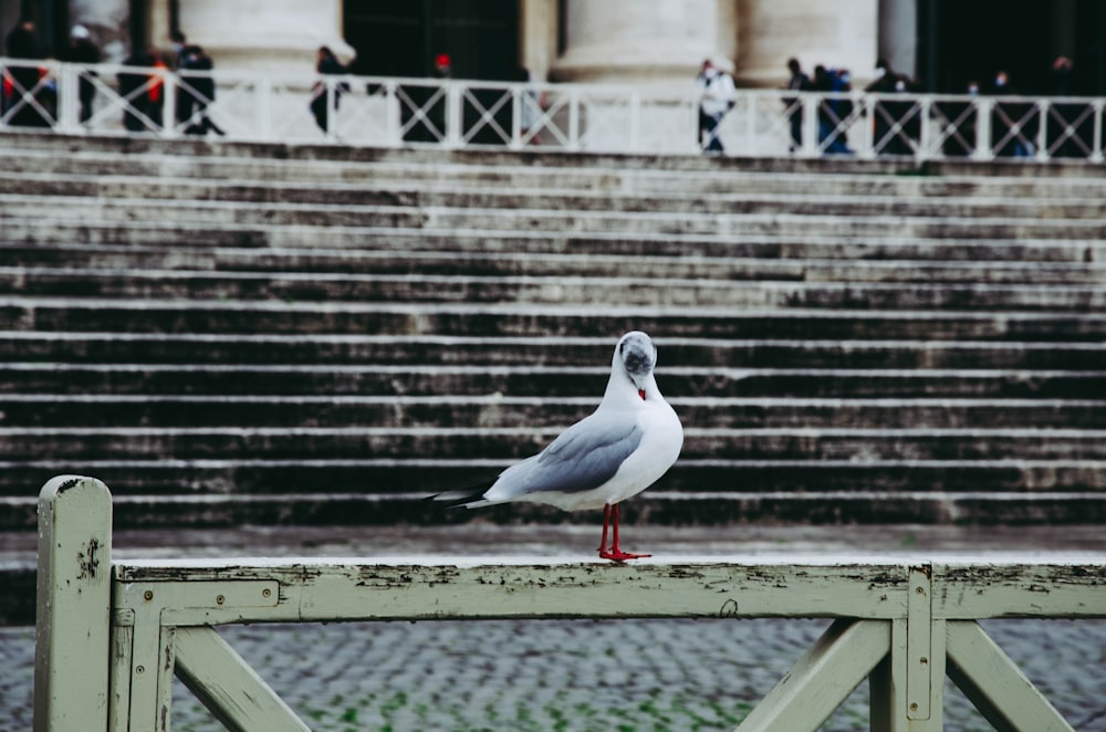 a seagull sitting on a railing in front of some steps