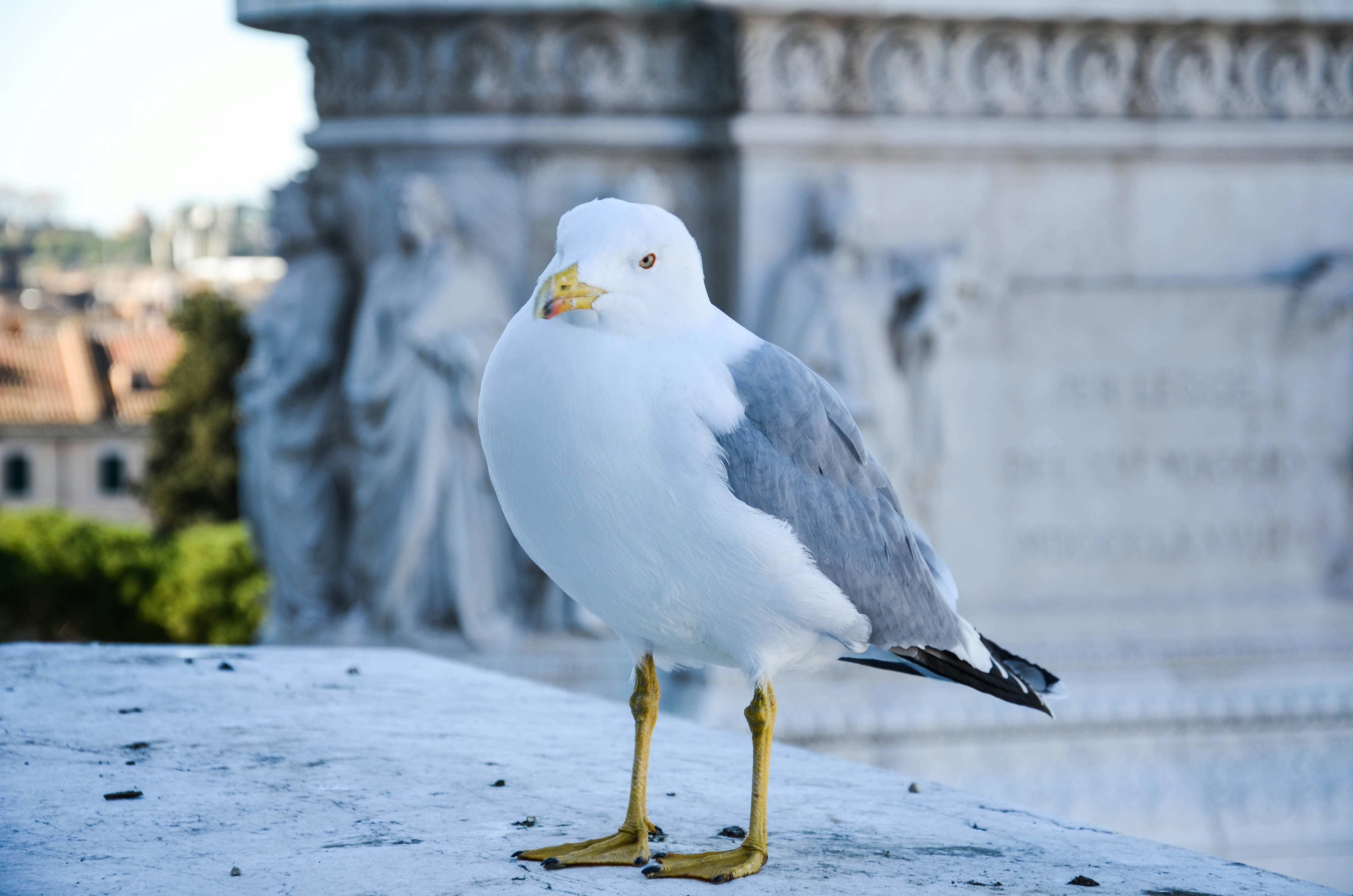 Un gabbiano in piedi su una sporgenza di fronte a un monumento