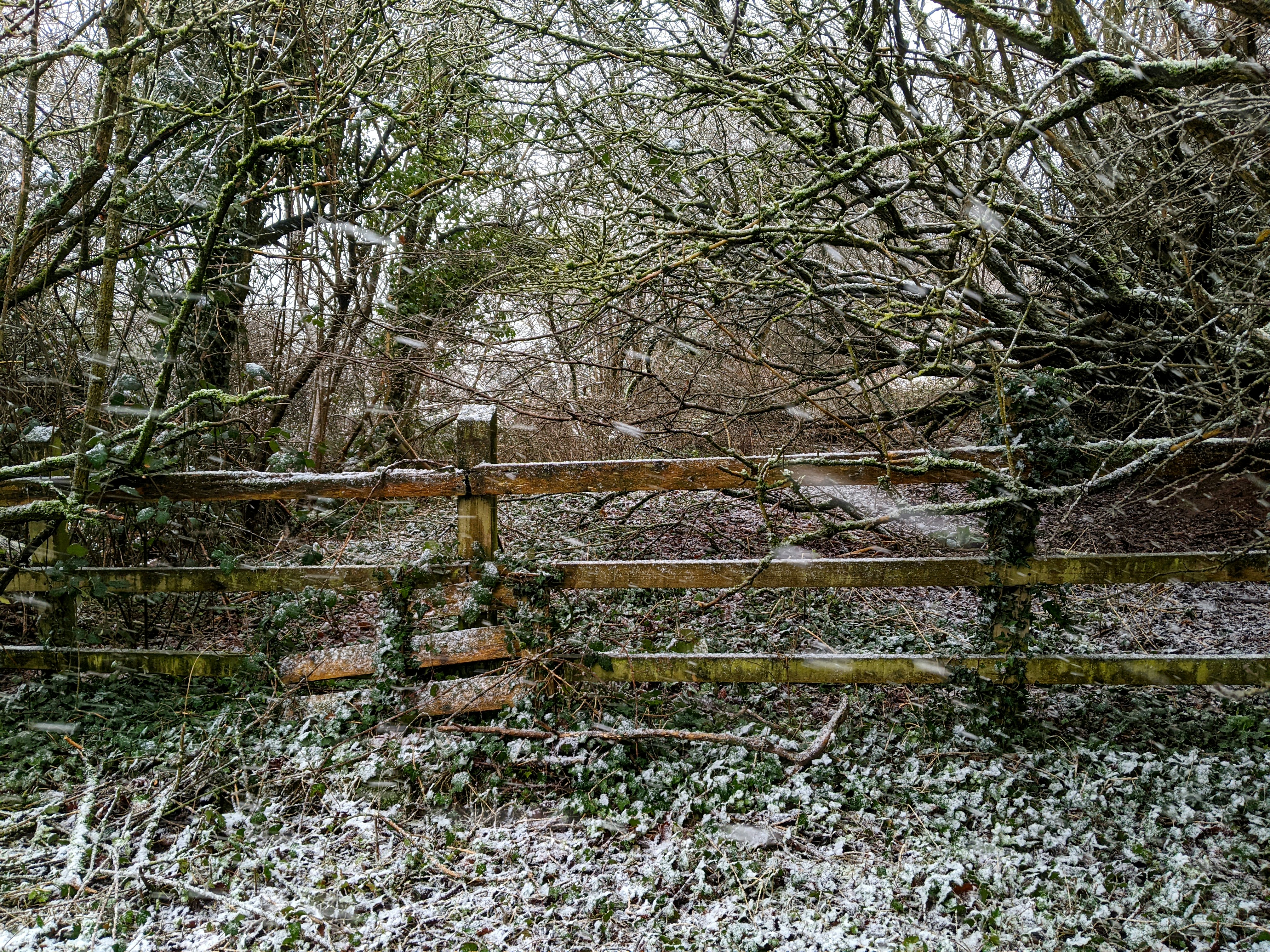 a gate in the middle of a snowy forest