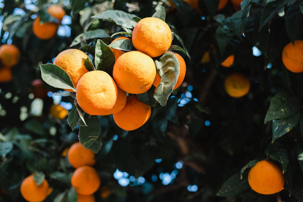 a tree filled with lots of ripe oranges