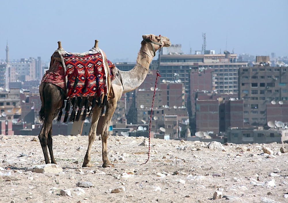 um camelo de pé no meio de uma cidade