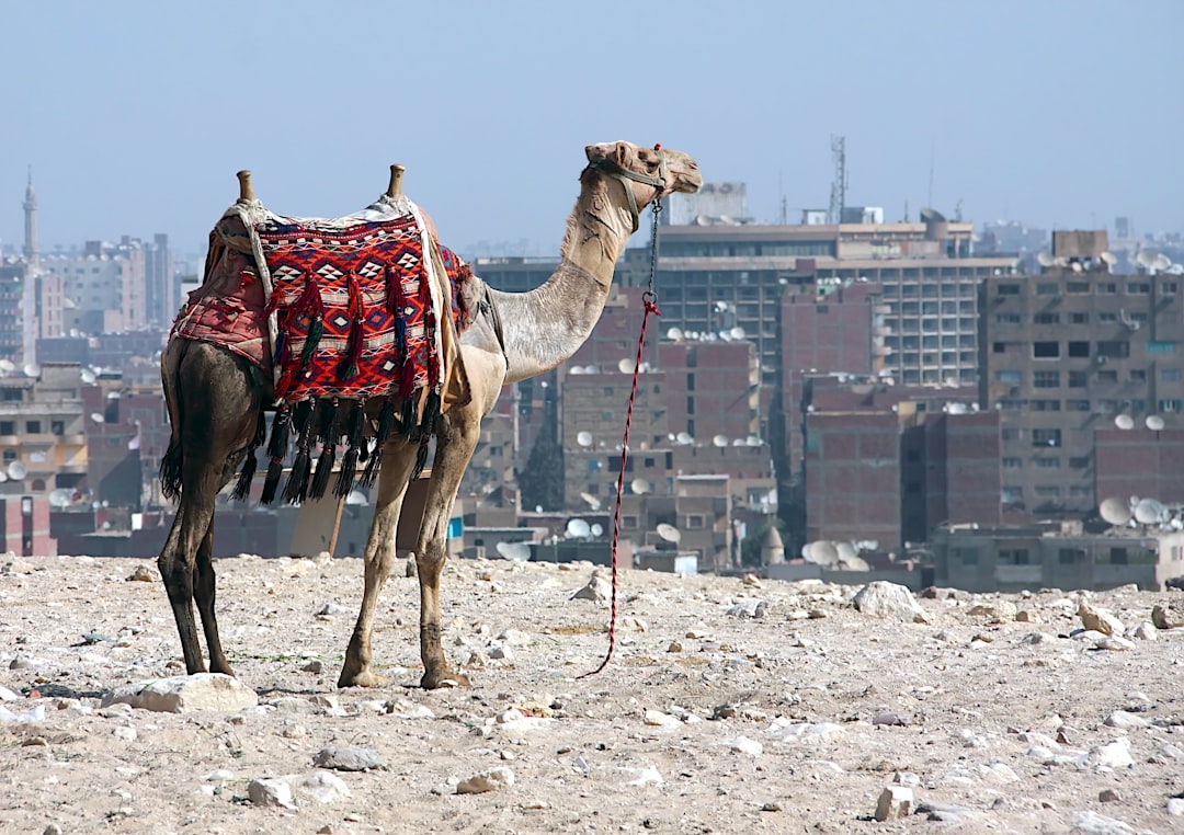 a camel standing in the middle of a city,