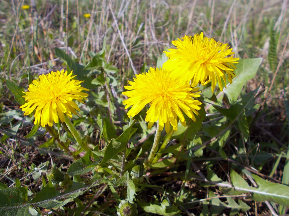 a couple of yellow flowers sitting on top of a lush green field