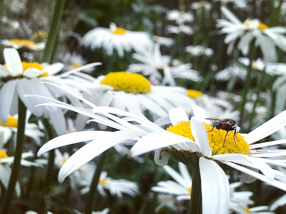 a bee sitting on top of a white and yellow flower