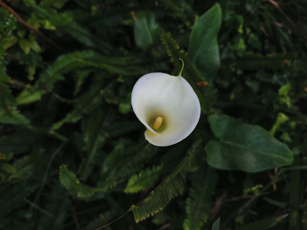 a white flower with green leaves in the background